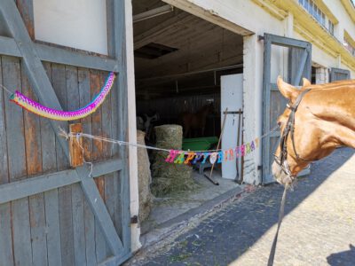 kindergeburtstag-am-stall